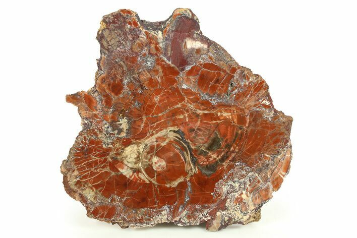 Vibrant Red, Polished Petrified Wood Round - Arizona #274832